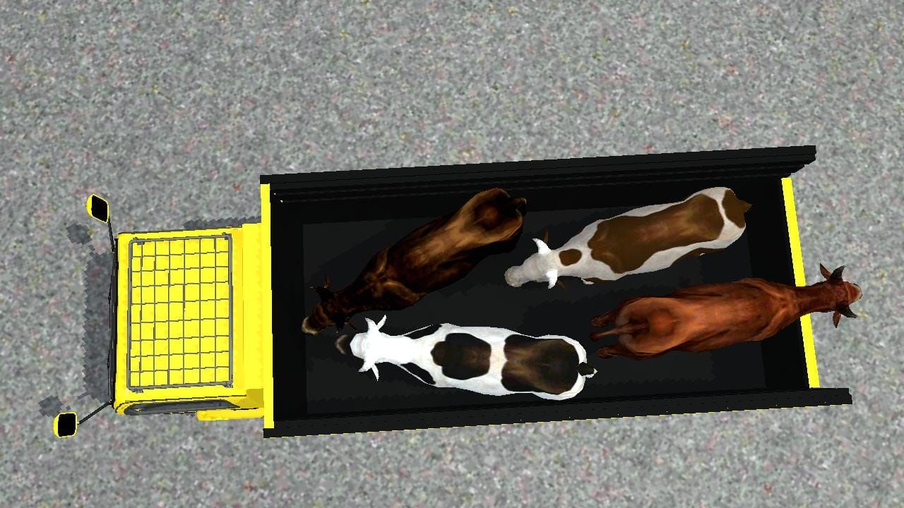 Photo of Truk Canter Muatan Sapi 8